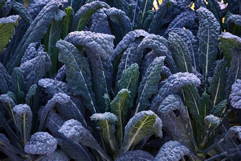 Witchcraft of black kale